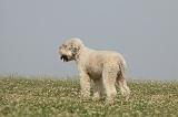 LAGOTTO 087